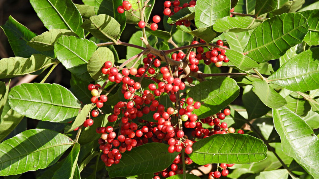 Rose peppertree (formerly Brazilian peppertree) was introduced to Florida as an ornamental plant in the mid-1800s that later escaped cultivation. (iStock image)