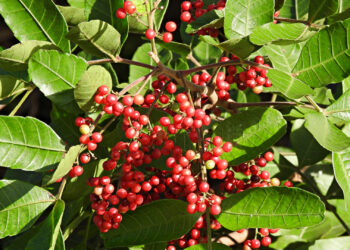 Rose peppertree (formerly Brazilian peppertree) was introduced to Florida as an ornamental plant in the mid-1800s that later escaped cultivation. (iStock image)
