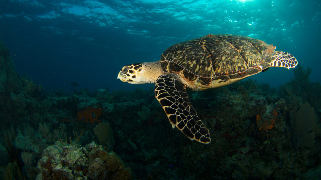 A sea turtle off the Florida Keys (iStock image)