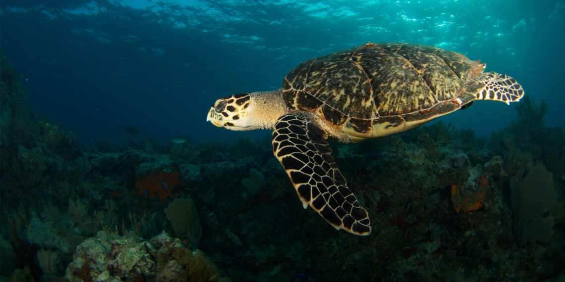 A sea turtle off the Florida Keys (iStock image)