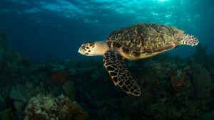 A sea turtle off the Florida Keys (iStock image)
