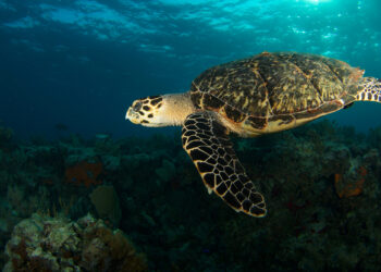 A sea turtle off the Florida Keys (iStock image)