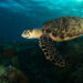A sea turtle off the Florida Keys (iStock image)
