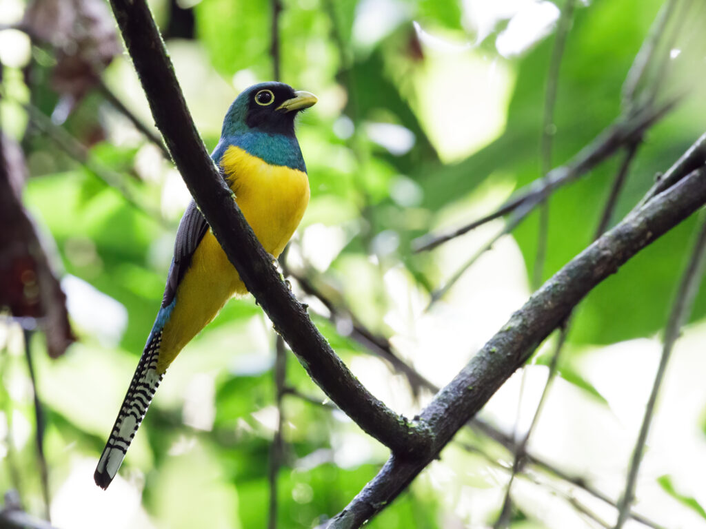 A Chocó black-throated trogon in Río Canandé reserve in Ecuador (Nick Athanas, CC BY-SA 2.0, via Wikimedia Commons)