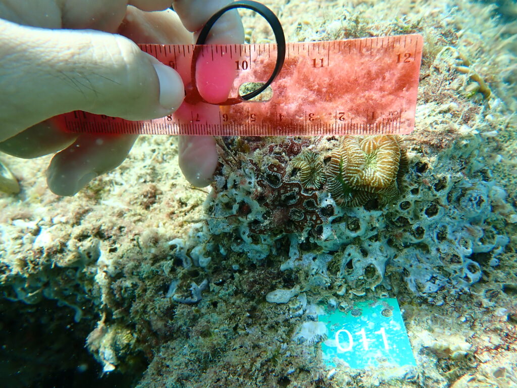 Coral monitoring (Photo: University of Miami Rosenstiel School of Marine, Atmospheric, and Earth Science)