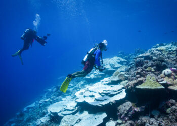 Sam Purkis, professor of marine geosciences at the Rosenstiel School, collects sediment samples from coral reefs across the world during one stop on a Global Reef Expedition. Purkis and senior lecturer Alex Humphreys are now working with students to examine the samples and to investigate how forams can be an indicator of coral reef health. (Photo: Sam Purkis/University of Miami)
