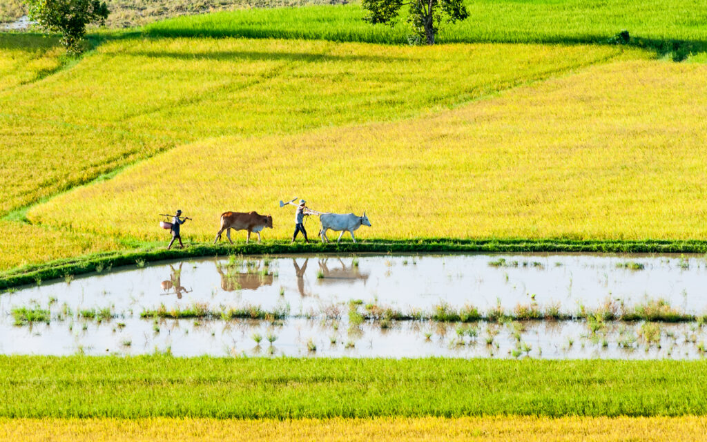 Almost all of the rice exported from Vietnam comes from the Mekong delta. (iStock image)