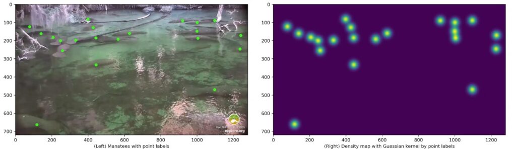 The left panel shows an image with dot labels of manatees and the right panel shows the density map of the image generated by applying Gaussian distributions to the labeled points. (FAU image)