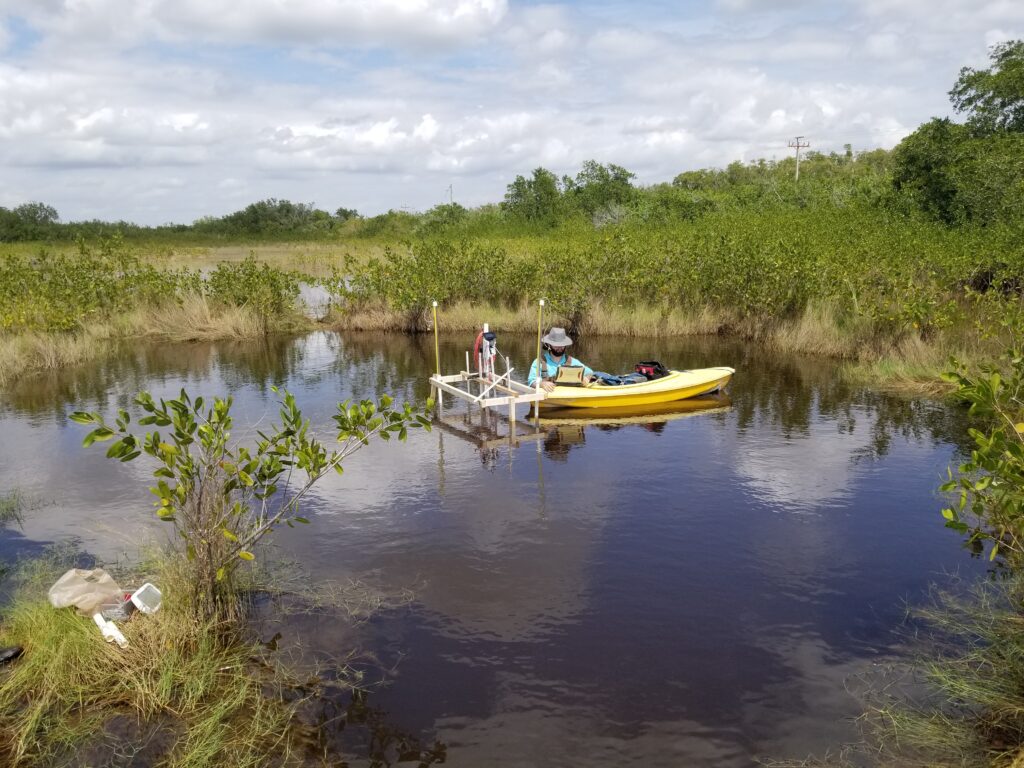 Matt Sirianni, a former FAU Ph.D. student who is now an assistant professor at East Carolina University, conducts geophysical measurements at a peat collapse site near the Fakahatchee Preserve in the Everglades. (Xavier Comas photo)