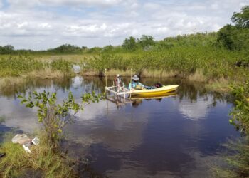 Matt Sirianni, a former FAU Ph.D. student who is now an assistant professor at East Carolina University, conducts geophysical measurements at a peat collapse site near the Fakahatchee Preserve in the Everglades. (Xavier Comas photo)