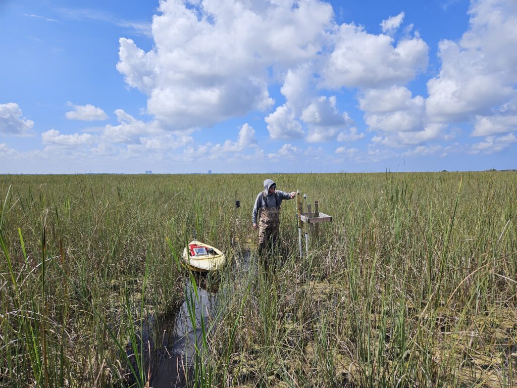 Shelley Peirce, a Ph.D. student in the FAU Department of Geosciences, reads the volume of methane gas released by the soil and collected in an array of gas traps at Water Conservation Area 2 in the Everglades. (Xavier Comas photo)
