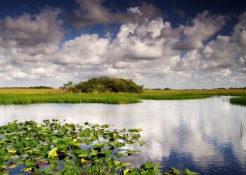 Big Cypress National Preserve (iStock image)