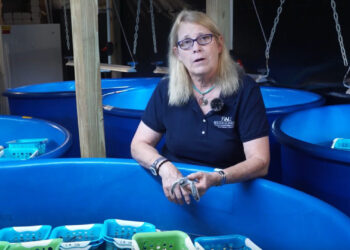 Still shot from the Science In Seconds video, "The Impacts of Climate Change on Sea Turtles" (FAU Research Communications)