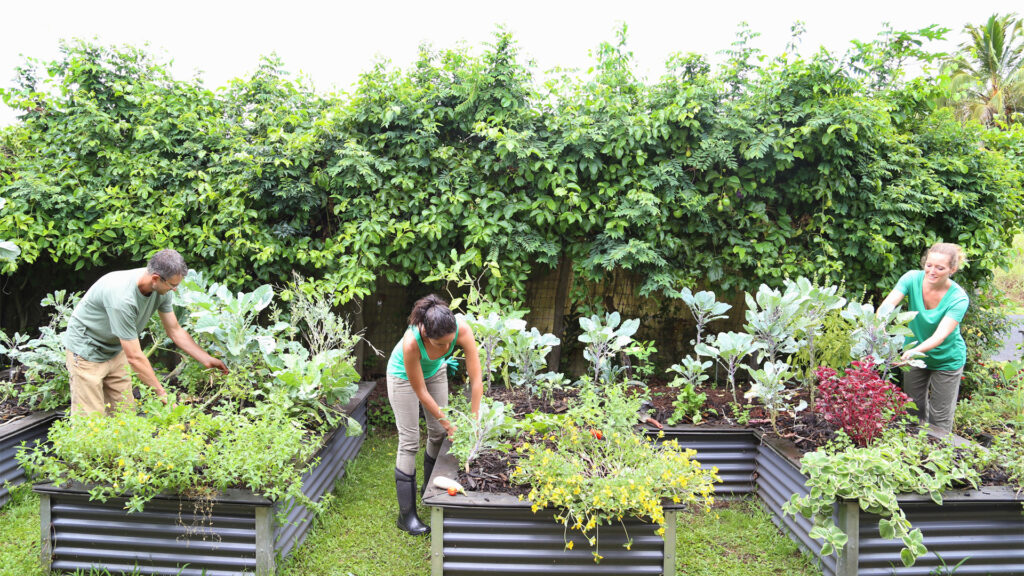 People taking care of plants in a community garden (iStock image)