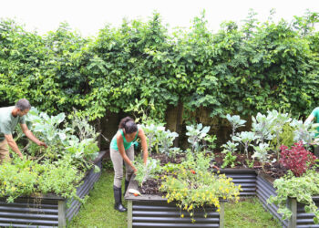 People taking care of plants in a community garden (iStock image)