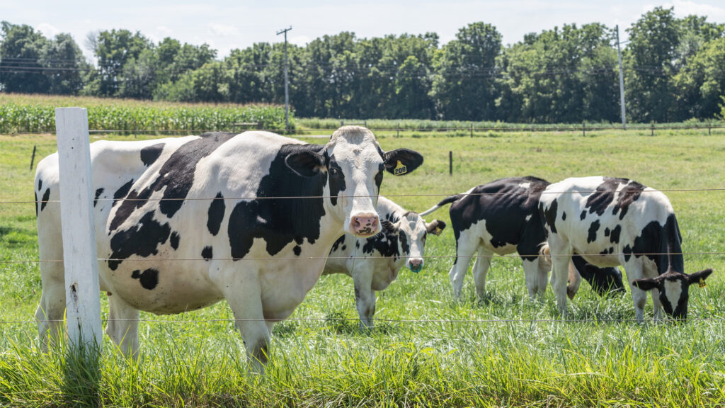 Cows in a pasture at a dairy farm ()iStock image)