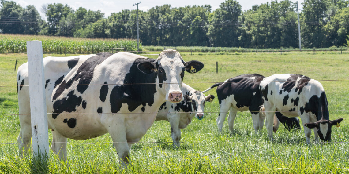 Cows in a pasture at a dairy farm (iStock image)