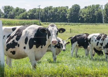 Cows in a pasture at a dairy farm (iStock image)
