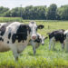Cows in a pasture at a dairy farm (iStock image)