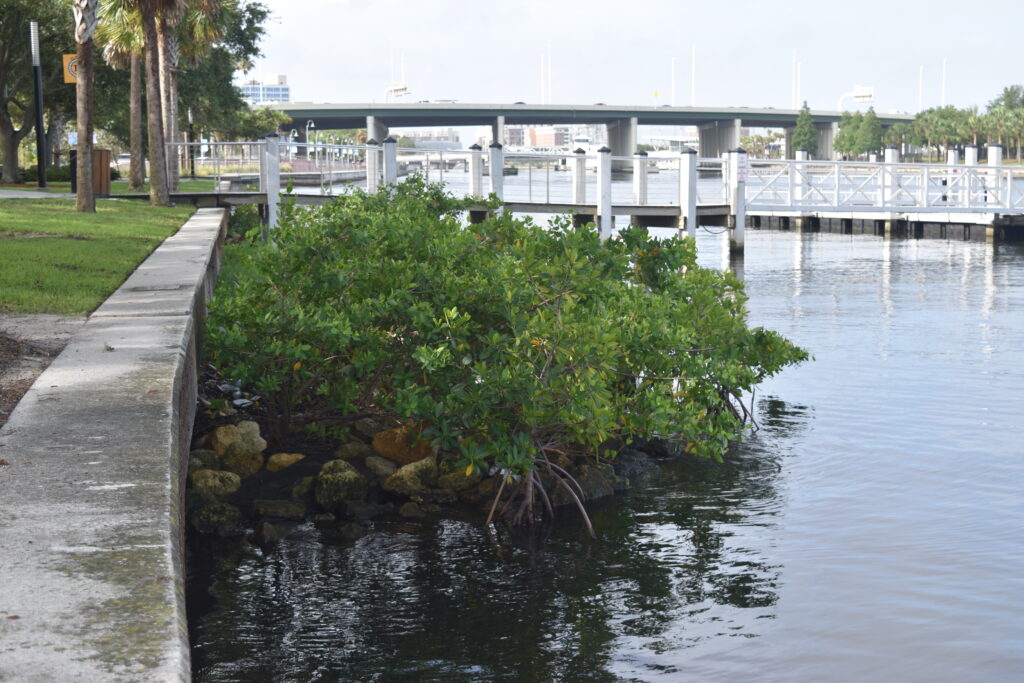 A living seawall on the Hillsborough River (Thomas F. Ries photo)