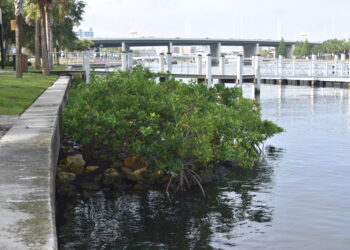 A living seawall on the Hillsborough River (Thomas F. Ries photo)