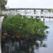 A living seawall on the Hillsborough River (Thomas F. Ries photo)