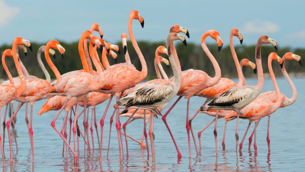 A flock of flamingos (including some immature birds in brown) seen in Everglades National Park in November 2023. (Photo courtesy of Peter Zarba)