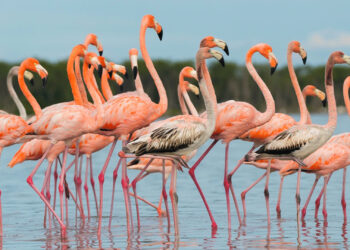 A flock of flamingos (including some immature birds in brown) seen in Everglades National Park in November 2023. (Photo courtesy of Peter Zarba)