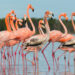 A flock of flamingos (including some immature birds in brown) seen in Everglades National Park in November 2023. (Photo courtesy of Peter Zarba)