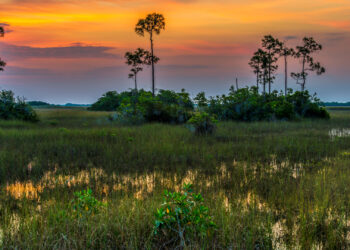 A sunrise at Everglades National Park (iStock image)