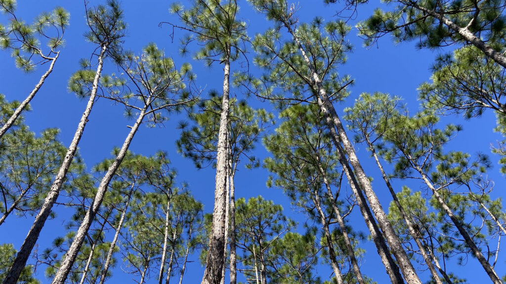 Longleaf pine forest at the Ordway-Swisher Biological Station in Melrose (Photo by Jeremy W. Lichstein)