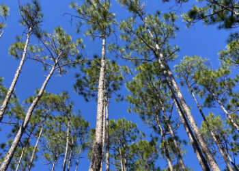 Longleaf pine forest at the Ordway-Swisher Biological Station in Melrose (Photo by Jeremy W. Lichstein)