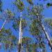 Longleaf pine forest at the Ordway-Swisher Biological Station in Melrose (Photo by Jeremy W. Lichstein)