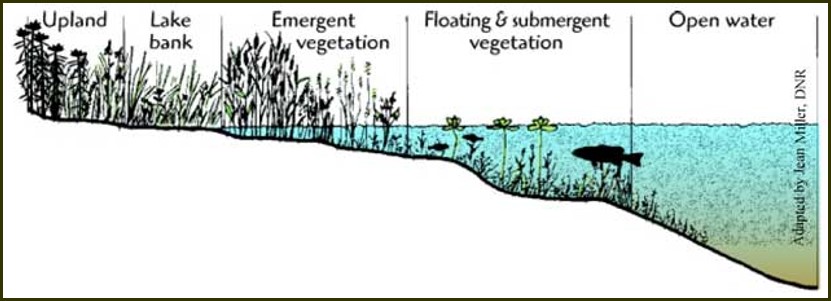 A profile of a nature shoreline (Florida Department of Natural Resources)