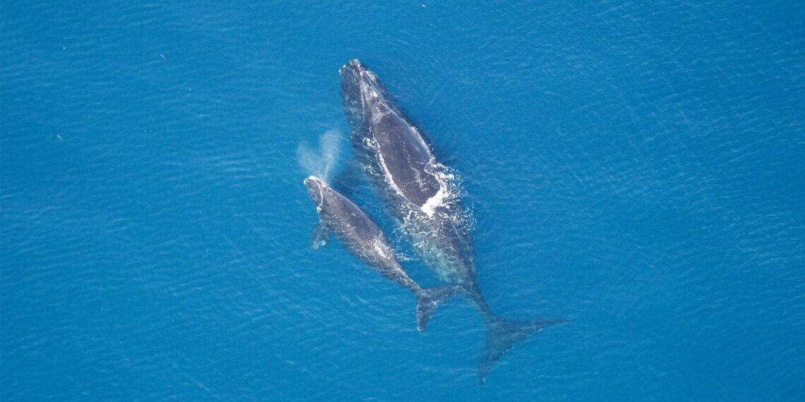 A North Atlantic right whale and calf (NOAA Photo Library, Public domain, via Wikimedia Commons)