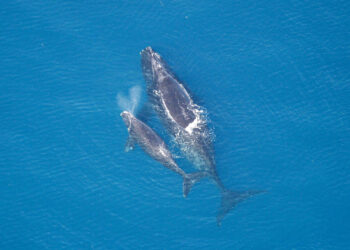 A North Atlantic right whale and calf (NOAA Photo Library, Public domain, via Wikimedia Commons)