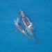 A North Atlantic right whale and calf (NOAA Photo Library, Public domain, via Wikimedia Commons)