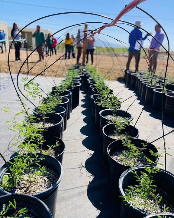 Saplings soak up the Tucson sun before getting planted around the city. (City of Tucson photo)