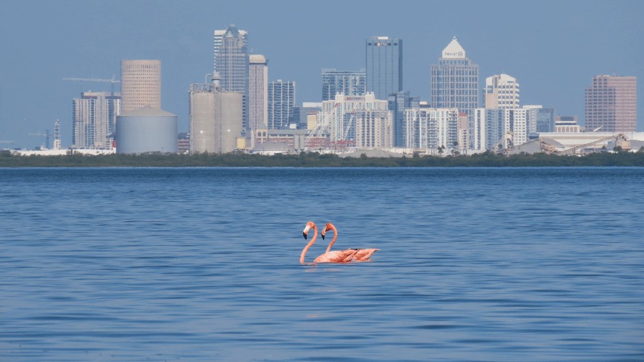 A pair of wild flamingos off the coast of Tampa last fall. (Photo courtesy of Jeff Liechty/Audubon Florida)