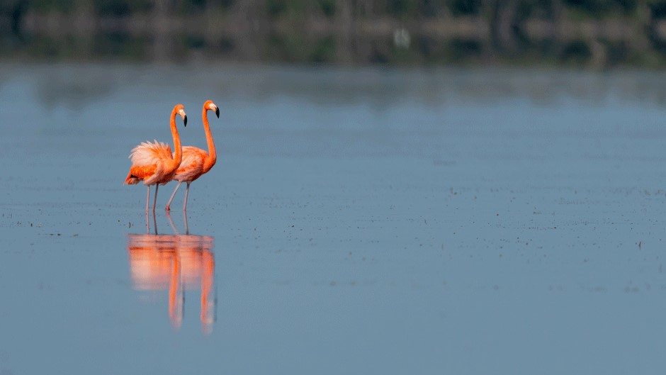 A pair of flamingos in the Everglades. (Photo courtesy of Gavin McKenzie)