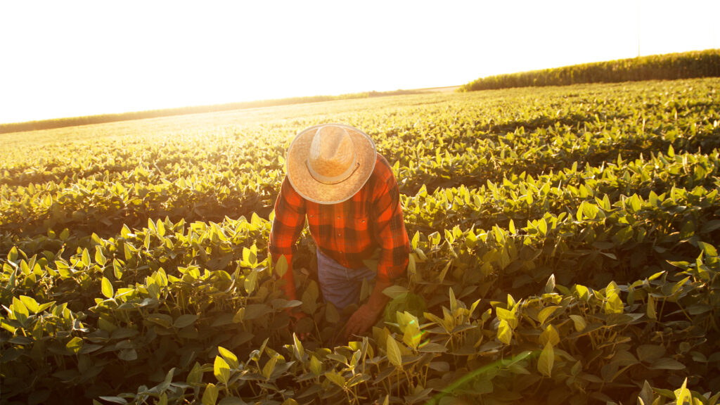A farmworker works in the sun (iStock image)