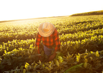 A farmworker works in the sun (iStock image)