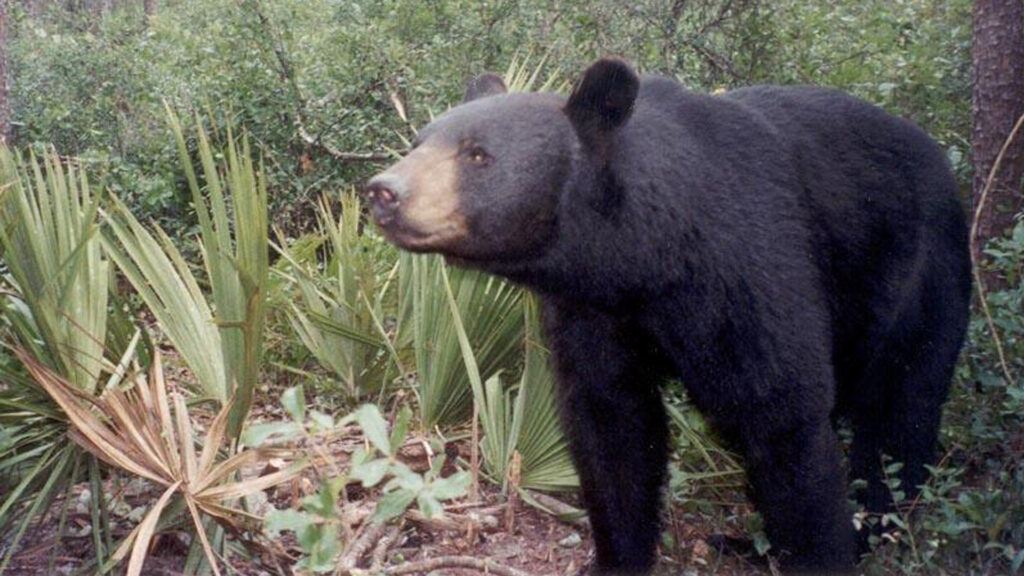 A Florida black bear triggers a remote camera set by biologists in the Ocala National Forest. (Florida Fish and Wildlife Conservation Commission, Public domain, via Wikimedia Commons)