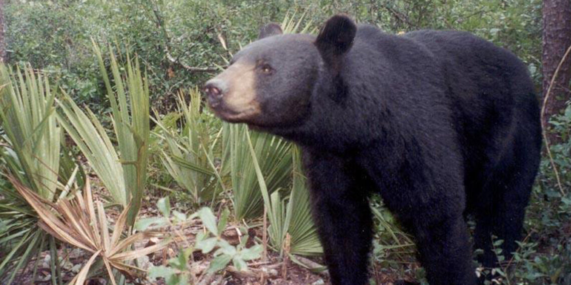 A Florida black bear triggers a remote camera set by biologists in the Ocala National Forest. (Florida Fish and Wildlife Conservation Commission, Public domain, via Wikimedia Commons)