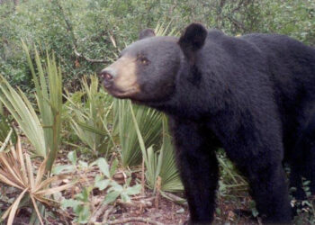 A Florida black bear triggers a remote camera set by biologists in the Ocala National Forest. (Florida Fish and Wildlife Conservation Commission, Public domain, via Wikimedia Commons)