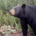 A Florida black bear triggers a remote camera set by biologists in the Ocala National Forest. (Florida Fish and Wildlife Conservation Commission, Public domain, via Wikimedia Commons)