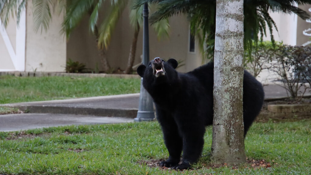 A black bear in a suburban neighborhood in Florida (iStock image)