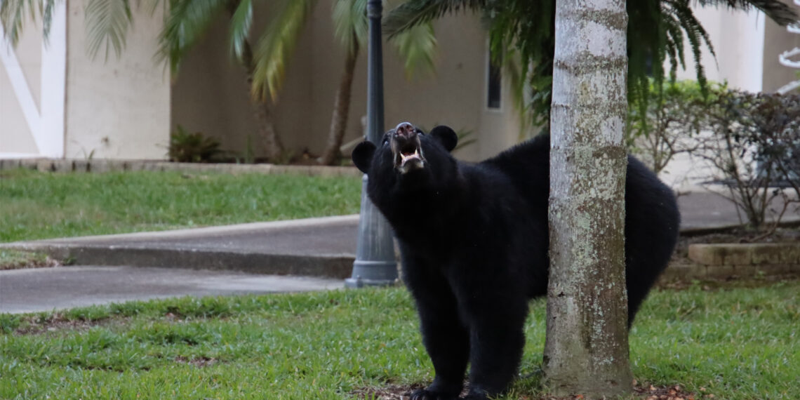 A black bear in a suburban neighborhood in Florida (iStock image)