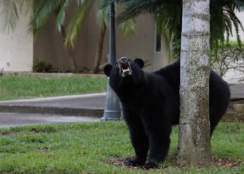 A black bear in a suburban neighborhood in Florida (iStock image)
