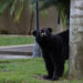 A black bear in a suburban neighborhood in Florida (iStock image)